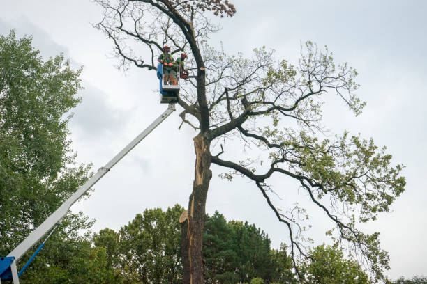 Best Emergency Tree Service  in Johnson, AR